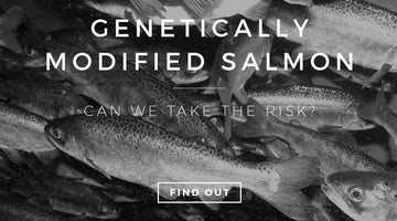 The first approved GE animal to hit your dinner plate